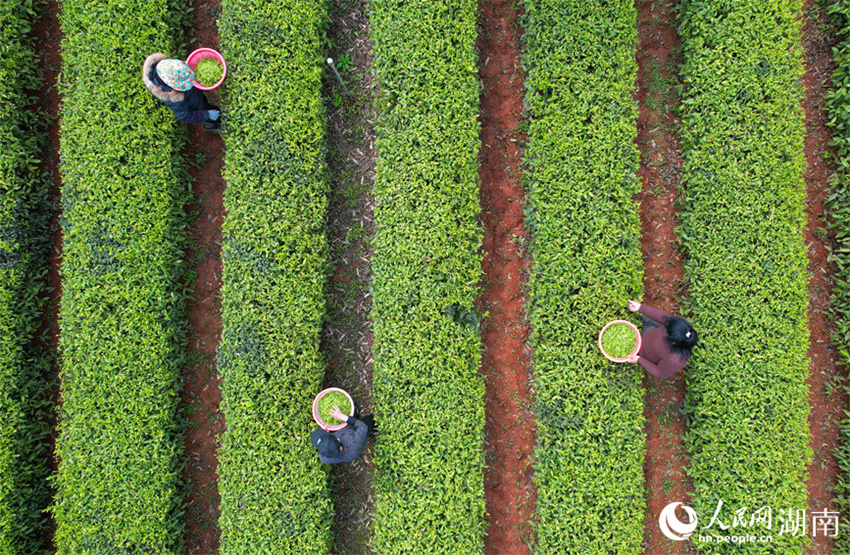 Temporada de colheita de chá tem início em Changsha