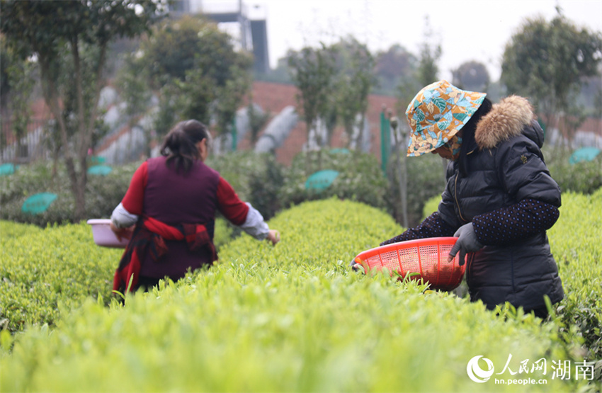 Temporada de colheita de chá tem início em Changsha