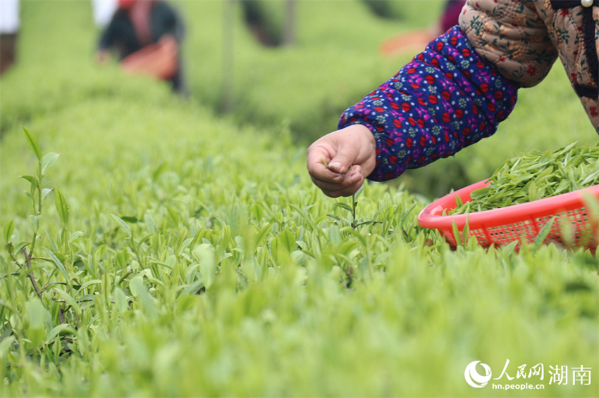 Temporada de colheita de chá tem início em Changsha