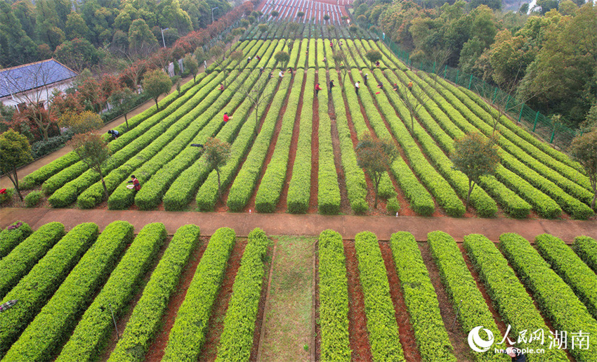 Temporada de colheita de chá tem início em Changsha