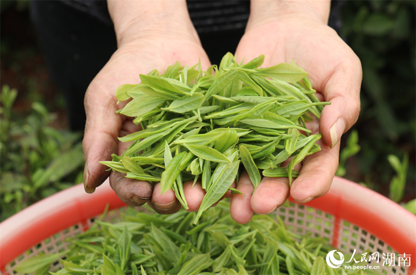 Temporada de colheita de chá tem início em Changsha