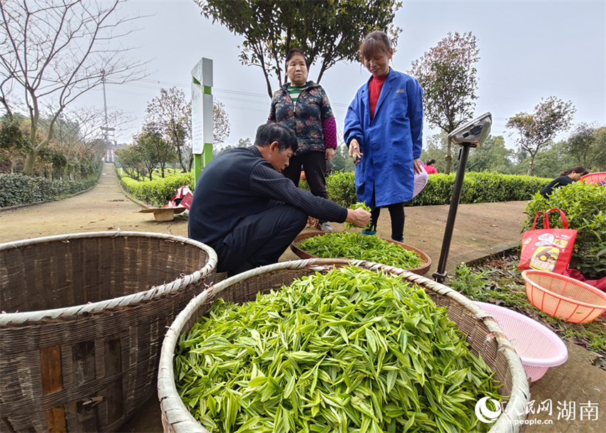 Temporada de colheita de chá tem início em Changsha