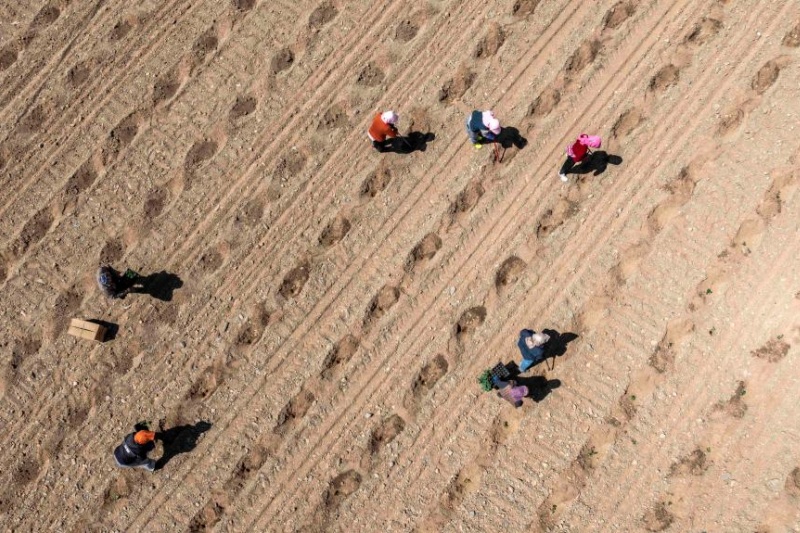 Plantio da melancia Xisha iniciado em Ningxia, no noroeste da China
