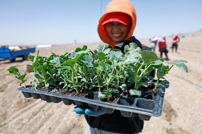 Plantio da melancia Xisha iniciado em Ningxia, no noroeste da China