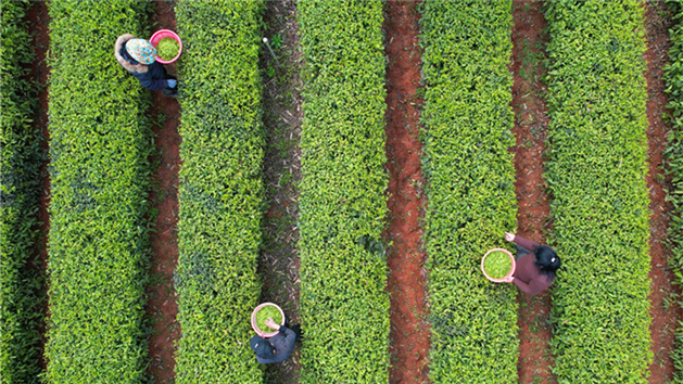 Temporada de colheita de chá tem início em Changsha