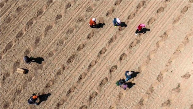 Plantio da melancia Xisha iniciado em Ningxia, no noroeste da China