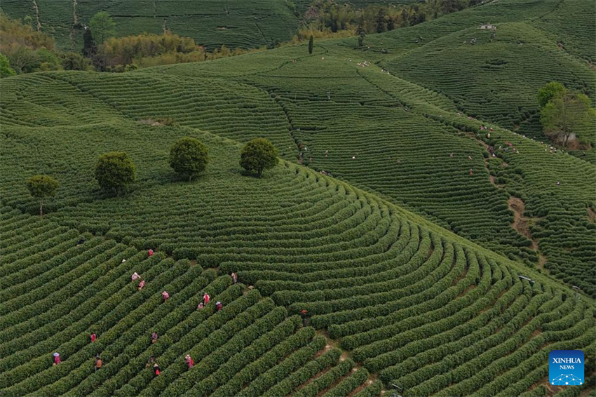 Chá branco entra na temporada de colheita em Anji, Zhejiang, leste da China