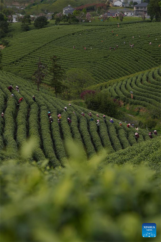 Chá branco entra na temporada de colheita em Anji, Zhejiang, leste da China