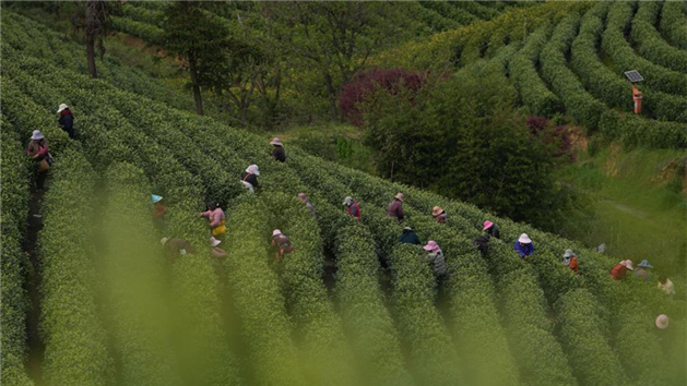 Chá branco entra na temporada de colheita em Anji, Zhejiang, leste da China