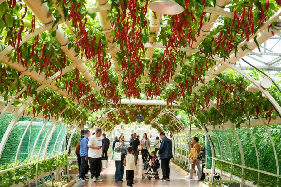 Galeria: 27ª Exposição Internacional de Ciência e Tecnologia de Vegetais da China