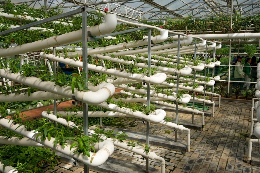 Galeria: 27ª Exposição Internacional de Ciência e Tecnologia de Vegetais da China