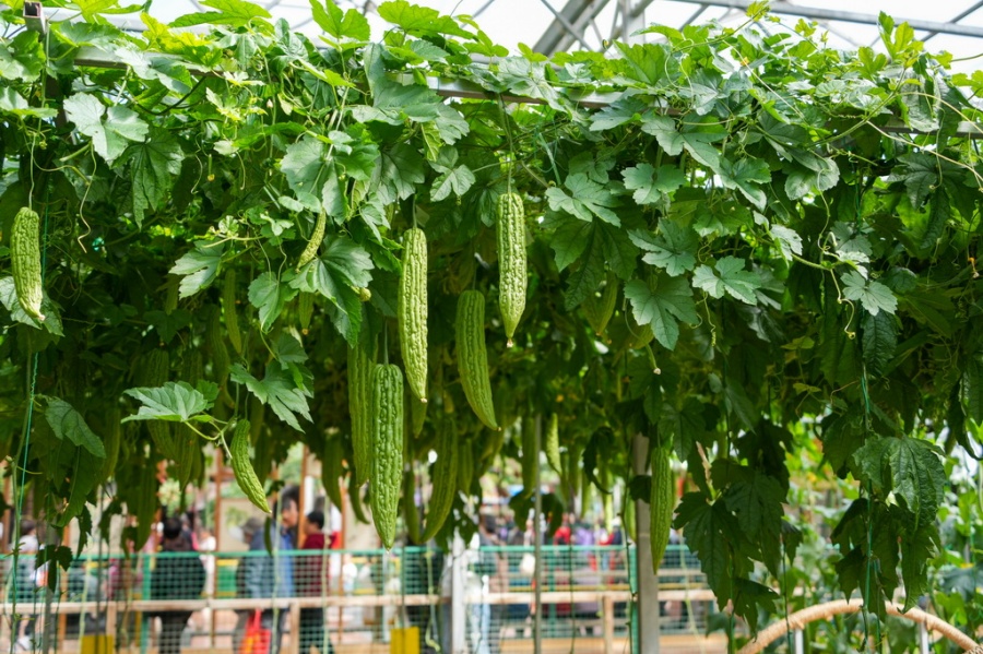 Galeria: 27ª Exposição Internacional de Ciência e Tecnologia de Vegetais da China