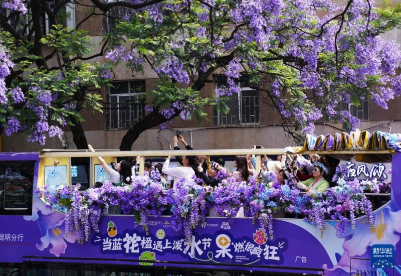 Mar de flores roxas atrai turistas para Kunming