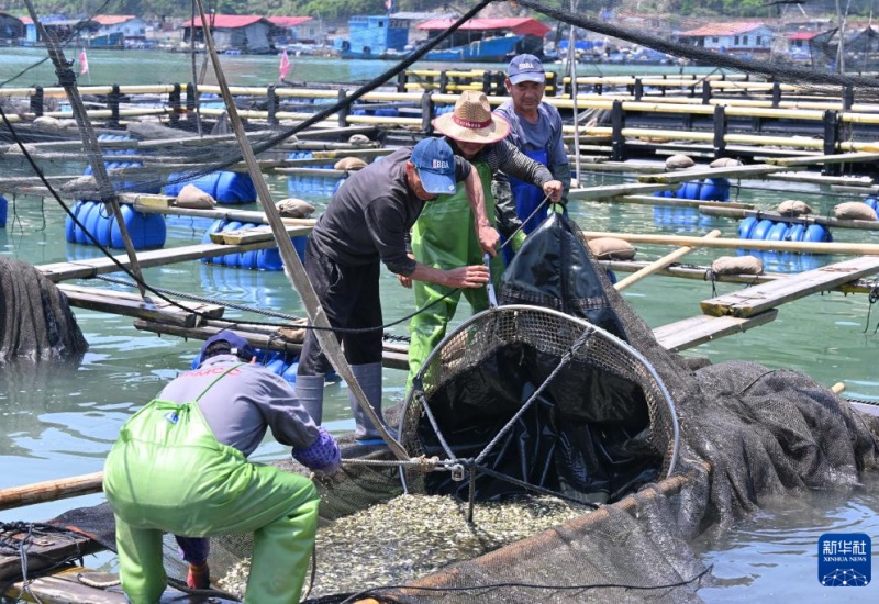 “Celeiro marítimo” — alevinos de corvina-amarela gradualmente soltos em Ningde, Fujian