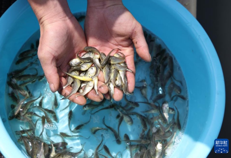 “Celeiro marítimo” — alevinos de corvina-amarela gradualmente soltos em Ningde, Fujian
