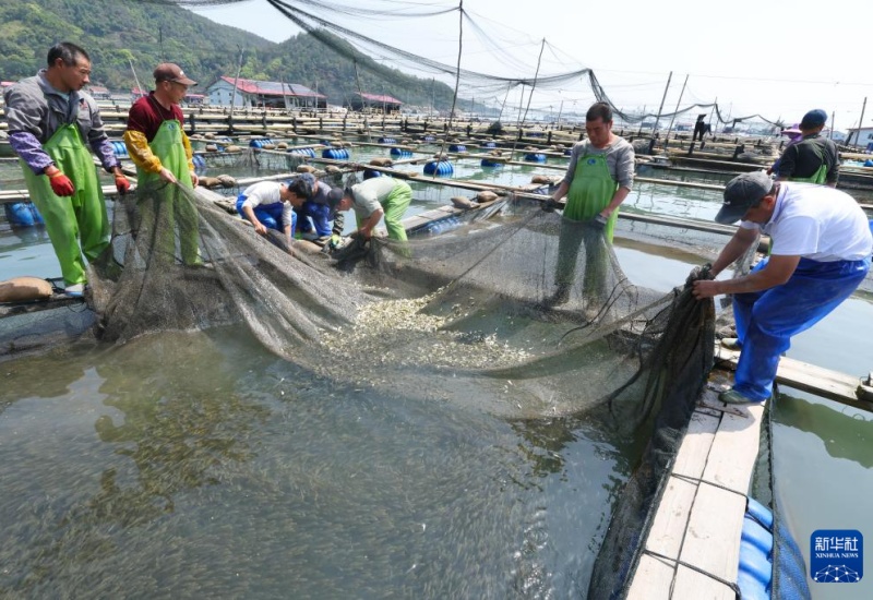 “Celeiro marítimo” — alevinos de corvina-amarela gradualmente soltos em Ningde, Fujian