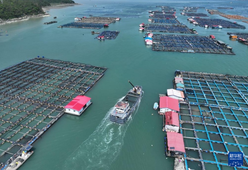 “Celeiro marítimo” — alevinos de corvina-amarela gradualmente soltos em Ningde, Fujian