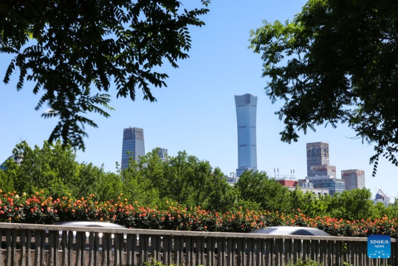 Rosas chinesas em plena floração enfeitam as ruas de Beijing no início do verão