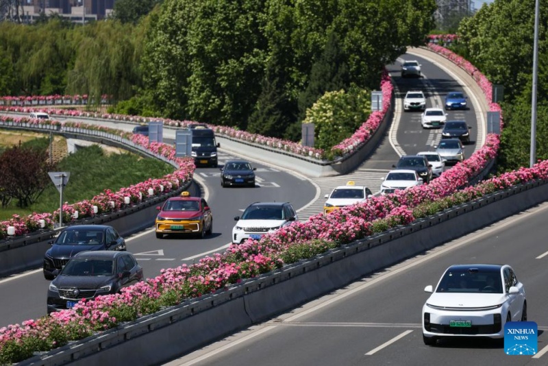 Rosas chinesas em plena floração enfeitam as ruas de Beijing no início do verão