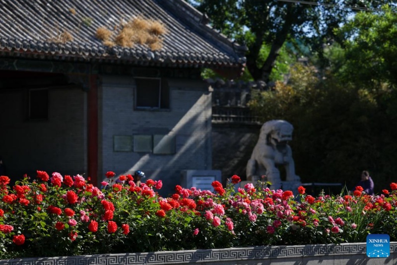 Rosas chinesas em plena floração enfeitam as ruas de Beijing no início do verão