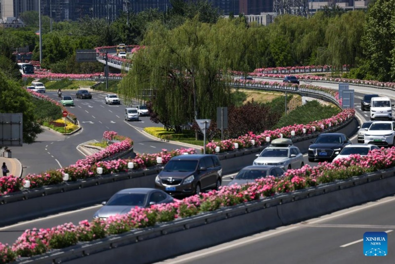 Rosas chinesas em plena floração enfeitam as ruas de Beijing no início do verão
