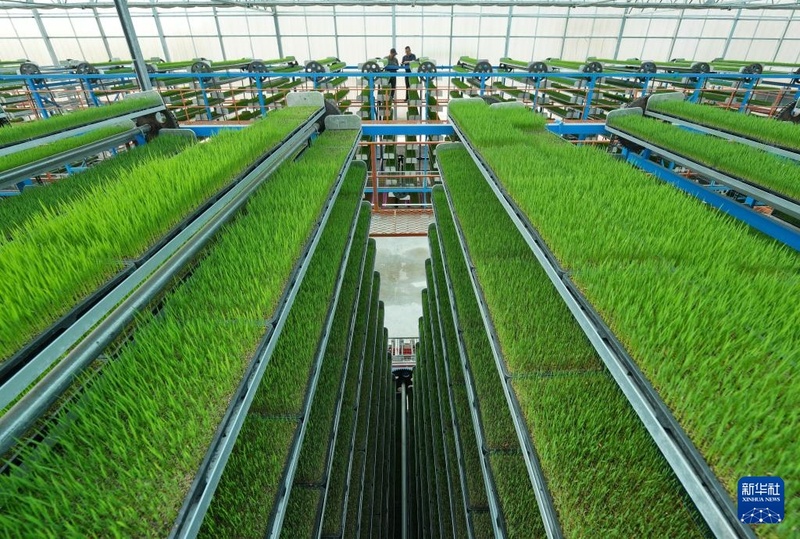 Início do verão marca temporada de plantio de arroz em Hebei