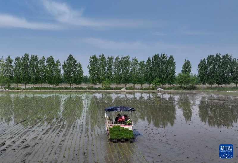 Início do verão marca temporada de plantio de arroz em Hebei