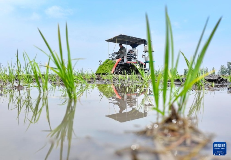 Início do verão marca temporada de plantio de arroz em Hebei