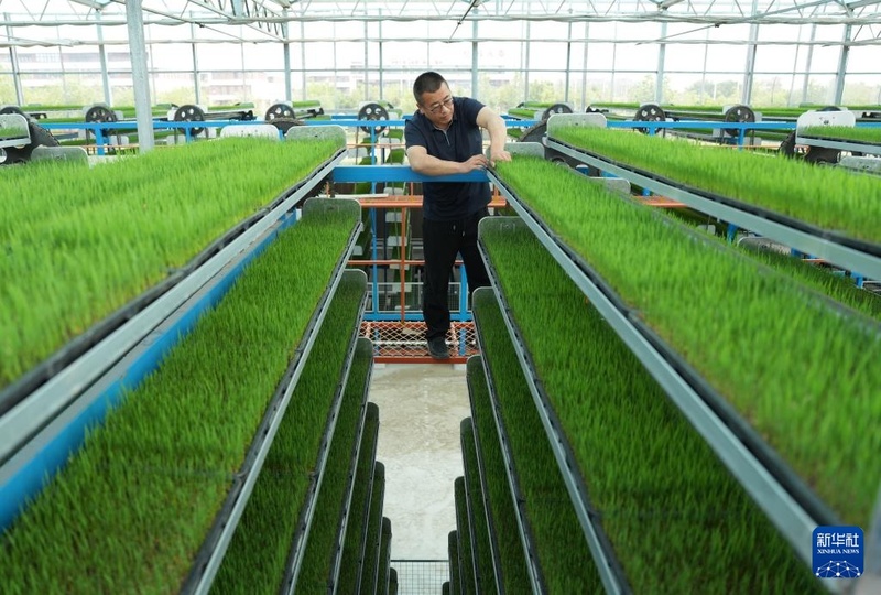 Início do verão marca temporada de plantio de arroz em Hebei