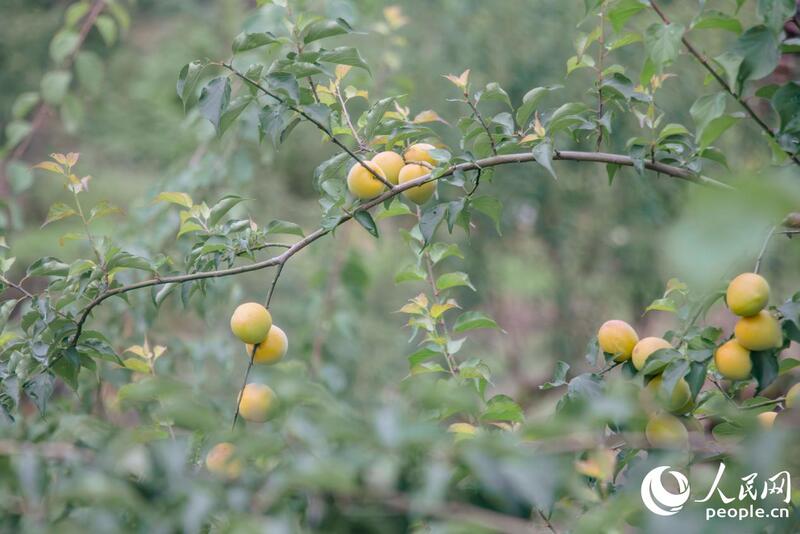 Safra de ameixas-verdes colore campos em Fujian