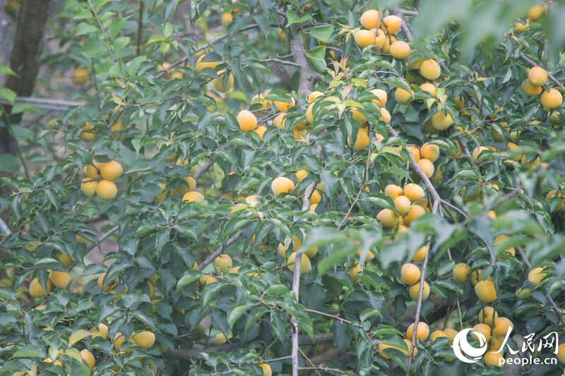 Safra de ameixas-verdes colore campos em Fujian