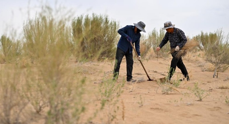 Mongólia Interior: gestão ecológica do Deserto de Ulan Buh obtém novos avançosNo Deserto de Ulan Buh, Região Autônoma da Mongólia Interior, norte da China, os trabalhadores locais dedicam-se ao plantio e irrigação de sacaul como parte das ações de combate à desertificação.