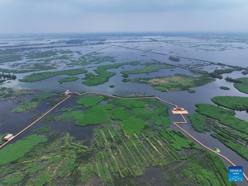 Galeria: paisagem encantadora do início de verão no Lago Baiyangdian