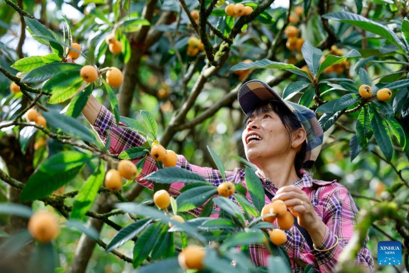 Agricultores colhem nêsperas no condado de Shexian, em Anhui, China