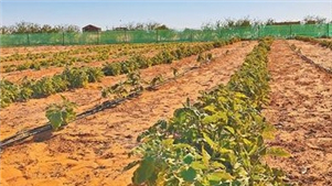 Países africanos se esforçam para enfrentar a desertificação com apoio chinêsRecentemente, repórteres do Diário do Povo visitaram a Mauritânia e sentiram de perto os graves desafios da desertificação na África.