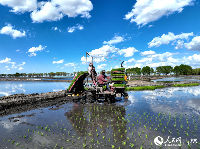Jilin: arrozais de Zhenlai criam paisagem deslumbrante após plantio de mudas