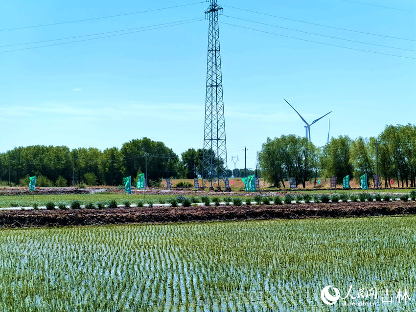 Jilin: arrozais de Zhenlai criam paisagem deslumbrante após plantio de mudas
