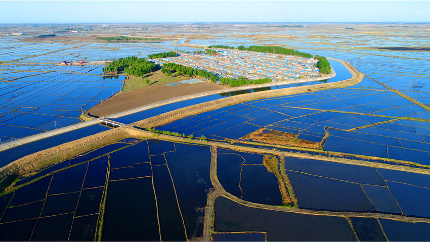Jilin: arrozais de Zhenlai criam paisagem deslumbrante após plantio de mudas