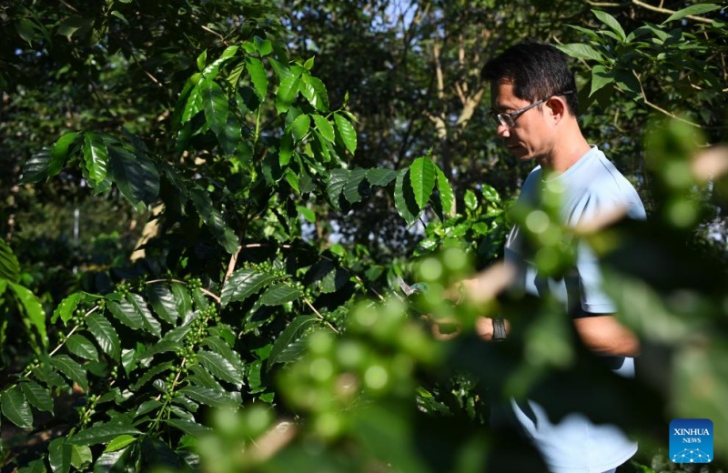 Indústria cafeeira prospera em Guangdong, sul da China