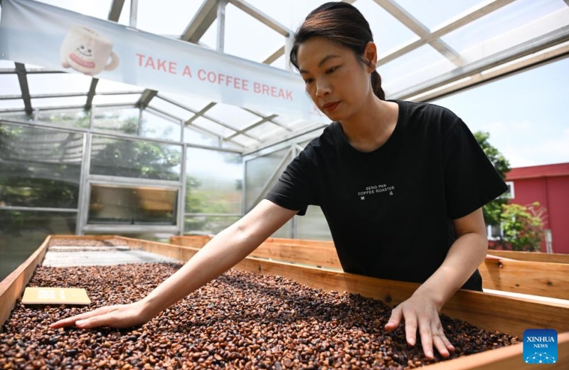 Indústria cafeeira prospera em Guangdong, sul da China