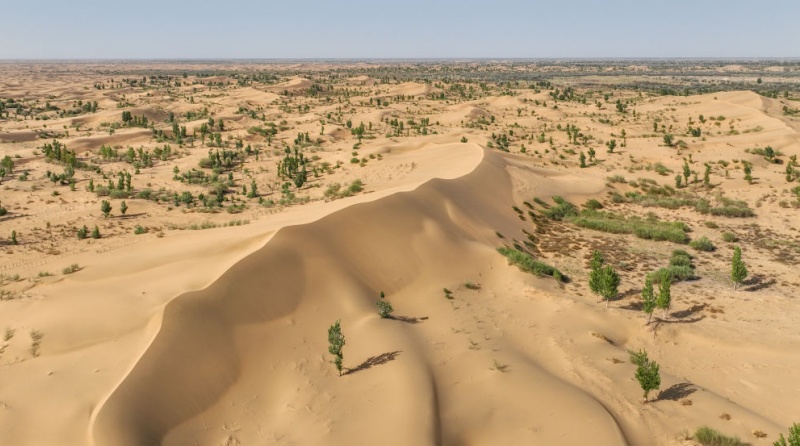 Combate à desertificação: a Grande Muralha Verde cresce no norte da China