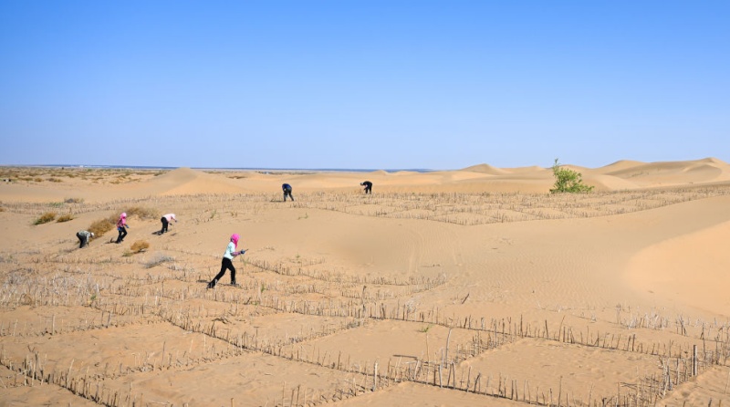 Combate à desertificação: a Grande Muralha Verde cresce no norte da China
