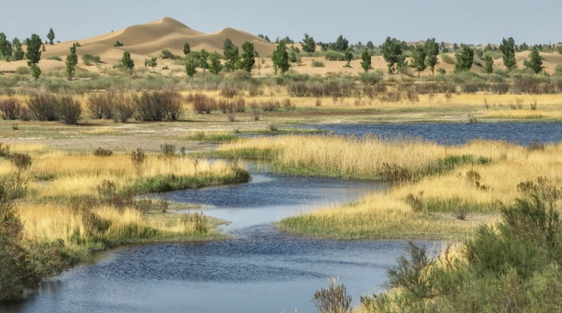 Combate à desertificação: a Grande Muralha Verde cresce no norte da China