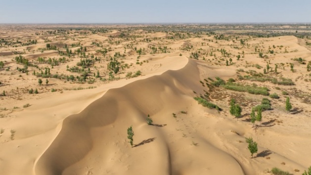 Combate à desertificação: a Grande Muralha Verde cresce no norte da China