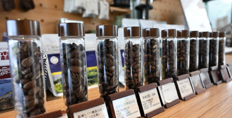 Indústria cafeeira prospera em Guangdong, sul da ChinaJiangmen, uma cidade natal renomada de chineses no exterior, localizada na província de Guangdong, sul da China, construiu uma notável indústria cafeeira do zero.