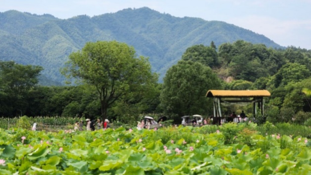 Evento de turismo cultural centrado na flor de lótus realizado em vila de Zhejiang