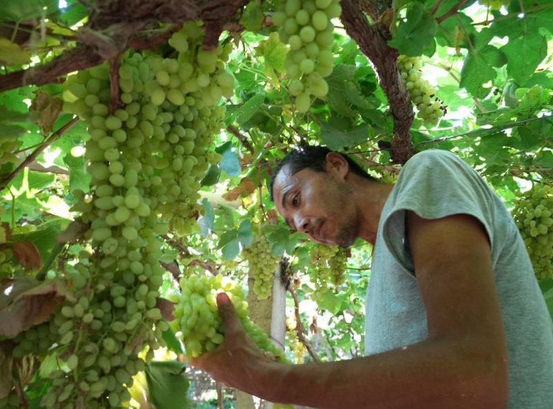 Xinjiang: Bacia de Turpan ganha vida com o auge da colheita de uvas sob o calor de julho
