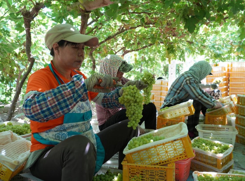Xinjiang: Bacia de Turpan ganha vida com o auge da colheita de uvas sob o calor de julho