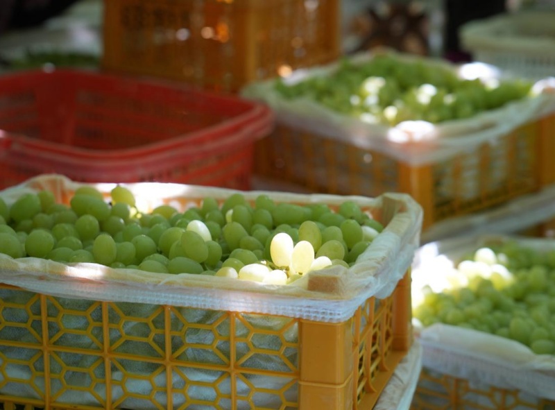 Xinjiang: Bacia de Turpan ganha vida com o auge da colheita de uvas sob o calor de julho
