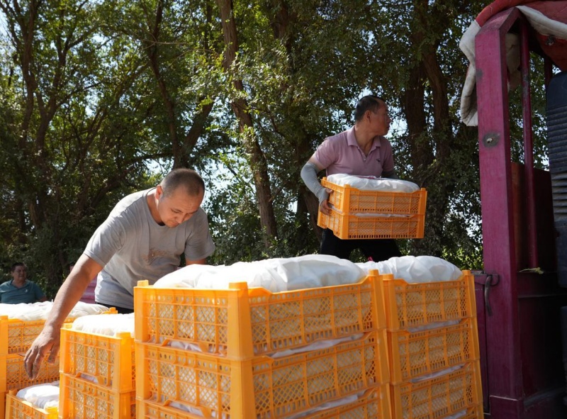 Xinjiang: Bacia de Turpan ganha vida com o auge da colheita de uvas sob o calor de julho